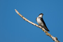 Immature Tree Swallow Perched On A Branch