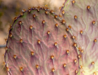 Poster - USA, Arizona, Phoenix. Needle clusters on a paddle of prickly pear cactus.