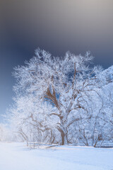 Sticker - Wintery scene, Fort Collins, Colorado