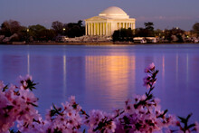 The Jefferson Memorial And Tidal Basin In April With Cherry Blossoms, Washington DC