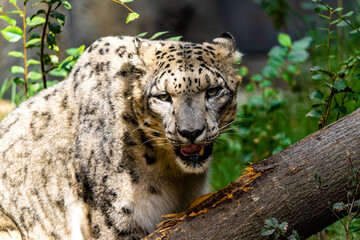 Poster - Closeup of the snow leopard surrounded by green vegetation.