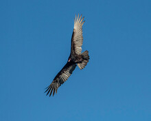 USA, Florida, Sarasota, Myakka River State Park, Turkey Vulture Flying