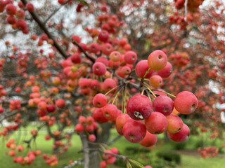 Sticker - Closeup shot of Malus prunifolia fruits growing on a tree