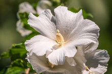 White Flowers Of Hibiscus Grandiflorus, The Swamp Rosemallow.