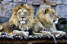 Closeup Of Two Male Lions In The Zoo.