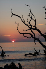 Sticker - USA, Georgia, Jekyll Island, Sunrise on Driftwood Beach of petrified trees