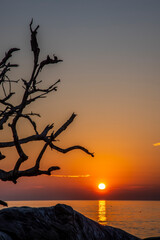 Sticker - USA, Georgia, Jekyll Island, Sunrise on Driftwood Beach of petrified trees