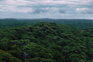 Sticker - Aerial view of a full forest with green trees during daylight