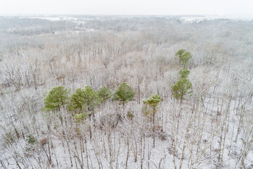 Sticker - Aerial view of a fresh snow over the forest, Marion County, Illinois