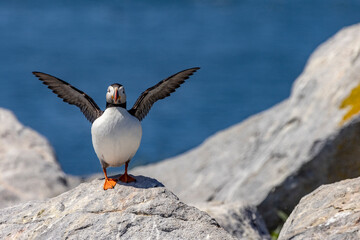 Sticker - Atlantic Puffins on Machias Seal island, Maine, USA