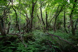 Fototapeta Krajobraz - fern and vines in a primeval forest