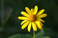 Selective Focus Shot Of Yellow African Daisy