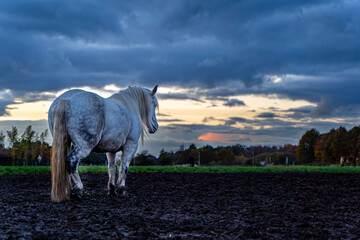 Wall Mural - Scenic view of a white horse on the field during the sunset