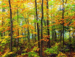 Wall Mural - USA, New Hampshire, Sugar Hill, Beech trees in Fall color