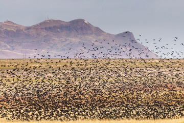 Canvas Print - USA, New Mexico, Bosque Del Apache National Wildlife Refuge. Red-winged blackbirds taking flight.