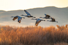 USA, New Mexico, Bosque Del Apache National Wildlife Refuge. Sandhill Cranes Flying In Early Morning.