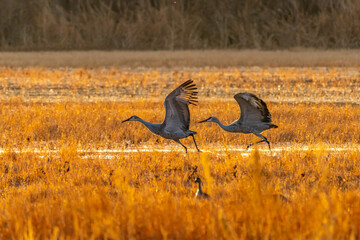 Wall Mural - USA, New Mexico, Bosque Del Apache National Wildlife Refuge. Sandhill cranes taking flight at sunrise.