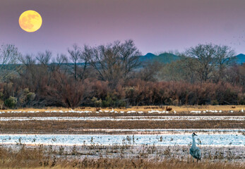 Sticker - USA, New Mexico, Bosque Del Apache National Wildlife Refuge. Full moon rising and birds.