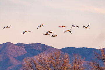 Sticker - USA, New Mexico, Bernardo Wildlife Management Area. Sandhill cranes in flight at sunset.