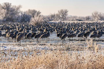 Wall Mural - USA, New Mexico, Bernardo Wildlife Management Area. Sandhill cranes in icy water at sunrise.