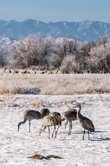 Wall Mural - USA, New Mexico, Bernardo Wildlife Management Area. Sandhill cranes standing on snow.