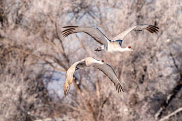 Wall Mural - USA, New Mexico, Bernardo Wildlife Management Area. Sandhill cranes flying.