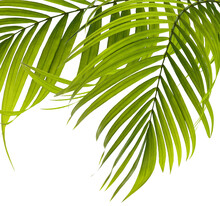 Green Leaves Of Palm Tree On White Background