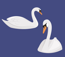 Set Of Floating White Swans Isolated. Vector Cartoon Illustration Of River Or Pond Birds.