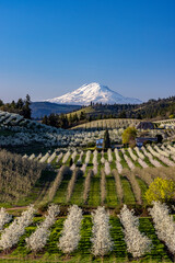 Sticker - Fruit orchards in full bloom with Mount Adams in Hood River, Oregon, USA