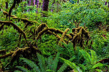 Sticker - USA, Oregon, Silver Falls State Park