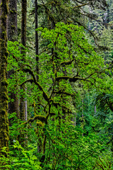 Poster - USA, Oregon, Silver Falls State Park