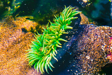 Colorful Green Anemone Marine Garden, Haystack Rock, Canon Beach, Clatsop County, Oregon.