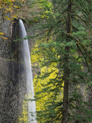 Wall Mural - Oregon, Columbia River Gorge National Scenic Area, Latourell Falls and Fir Tree