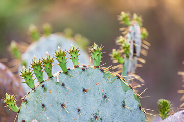 Wall Mural - Llano, Texas, USA. Prickly pear cactus in the Texas Hill Country.