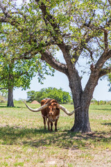 Wall Mural - Marble Falls, Texas, USA. Longhorn cattle in the Texas Hill Country.