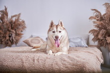 Siberian Husky Lies In The House On The Bed, Husky In A Beautiful Interior