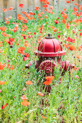 Sticker - Castroville, Texas, USA. Poppies and fire hydrant in the Texas Hill Country.