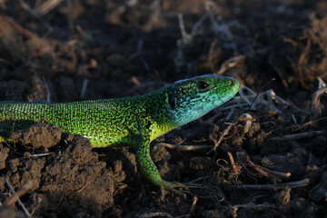 Wall Mural - Close-up shot of a green lizard in its natural habitat