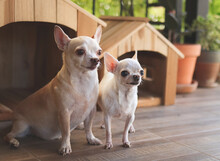 Two Different Size  Short Hair  Chihuahua Dogs Sitting In Front Of Two Wooden Dog's Houses In Balcony With  House Plant Pots.