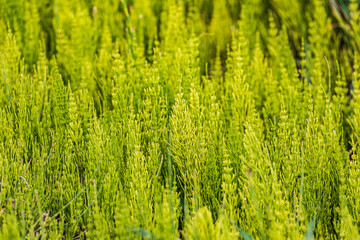 Sticker - Steptoe, Washington State, USA. Horsetail plants (equisetum) in the Palouse hills.