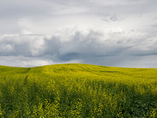 Sticker - Cloudy skies over blooming canola field.