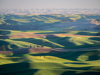 Wall Mural - Rolling wheatfields and wind turbine towers in the distance.