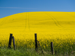 Wall Mural - Canola in full bloom in the Palouse country of Eastern Washington.