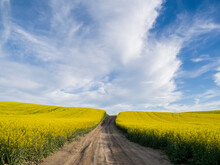 Rural Dirt Road With Blooming Canola Fields On Both Sides.