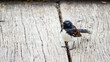 Willie wagtail Australia wild bird in black and white plumage perching on wooden floor pavement.