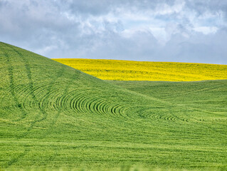 Poster - USA, Washington State, Palouse, Rolling hills of canola and wheat