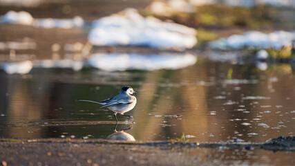 Sticker - Closeup shot of a wagatil bird on a lake