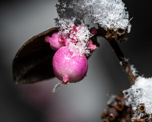 Sticker - Closeup shot of berries with some snowflakes on a blurred background