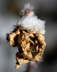 Sticker - Vertical shot of a dry plant under the snow