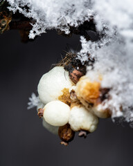 Wall Mural - Vertical shot of berries with some snowflakes on a blurred background